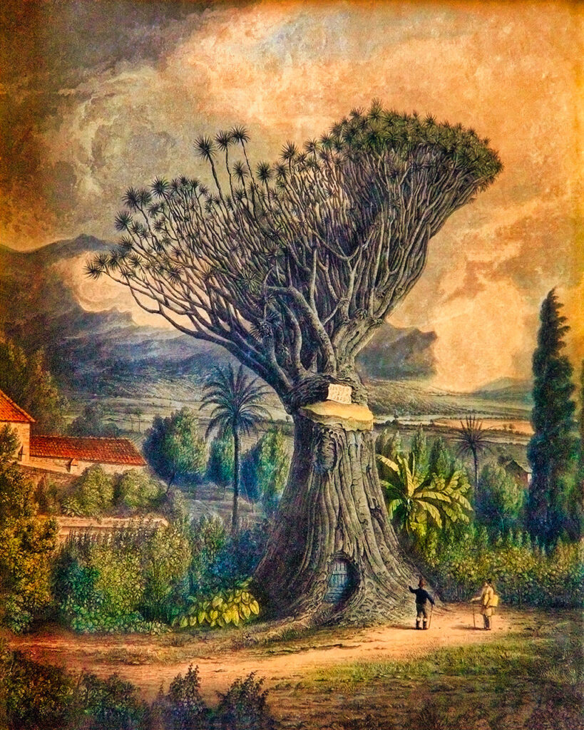 Exposición Artedrago. Visiones del árbol milenario