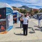 El Paso acoge una muestra de la vida submarina en las fajanas del volcán Tajogaite